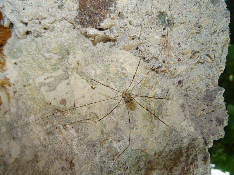 Leiobunum limbatum - Sclerosomatidae